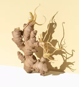 a ginger root plant on a pale yellow background.