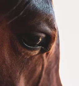 A close-up on a brown horse's eye and face.