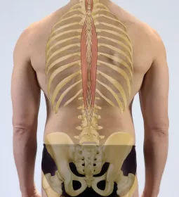 the spinalis muscle along the spine.