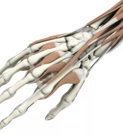 Anatomical display of tendons, muscles, and bones of a hand.