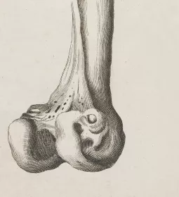 Illustration of femur bone. 