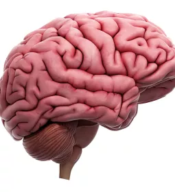 Illustration of human brain. 