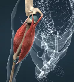 Illustration of muscle connecting to bone in the upper arm.