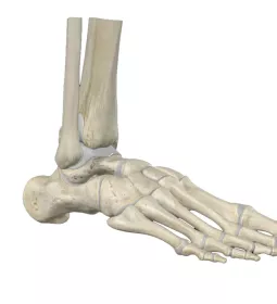 an anatomical view of the bones and joints that make up the ankle.