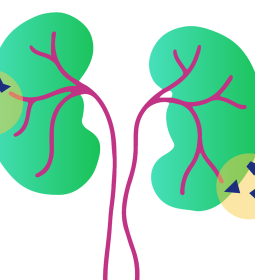 Cartoon illustration of two human kidneys.