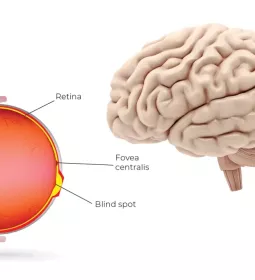 diagram illustrating the eye brain relation.
