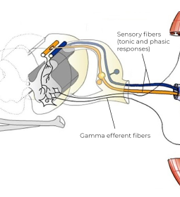 Illustration displaying sensory fibers and gamma efferent fibers in a muscle.