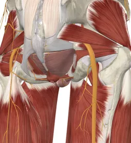 Sciatic nerve in the gluteal region.