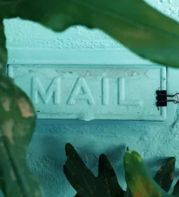 A mail slot is in a wall, hidden behind the leaves of a plant.