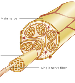 Illustration of a basic nerve structure.
