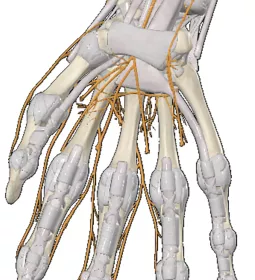 Illustration of a skeletal hand and the nerves around it.