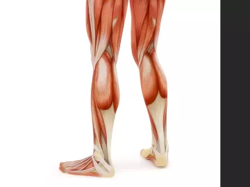 Illustration of muscles in the posterior legs.