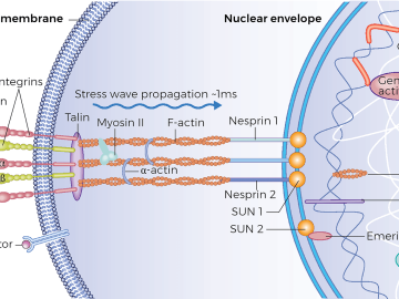 Illustration showing the cellular level of the nucleus and plasma membrane.