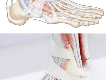 Two illustrations showing the inner workings of the feet.