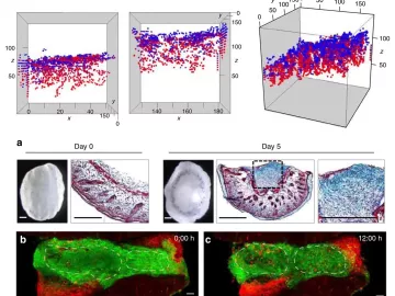 Charts showing fascia fibroblast choreography in injury repair.