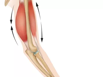 Human anatomy of latissimus dorsi pushing and pulling.