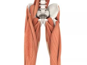 Human anatomy of the psoas muscle.