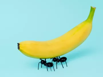 two black ants carry a banana.