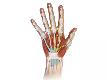 detailed small bones, tendons, and nerves of the wrist and hand.