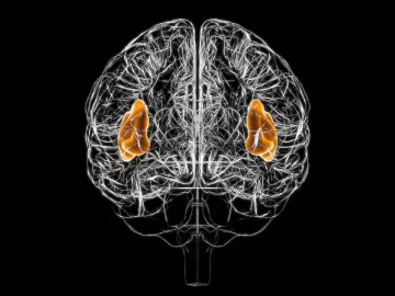 spider web outline of a brain with the left lobes and right lobes highlighted.