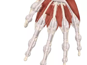 anatomical diagram of the hand bones, annular and cruciate pulleys of the fingers.