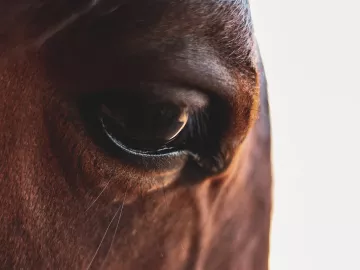 A close-up on a brown horse's eye and face.