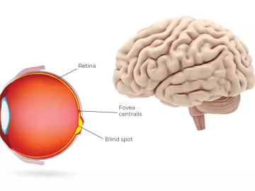 diagram illustrating the eye brain relation.