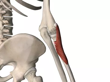 An anatomical diagram of the radius bone.