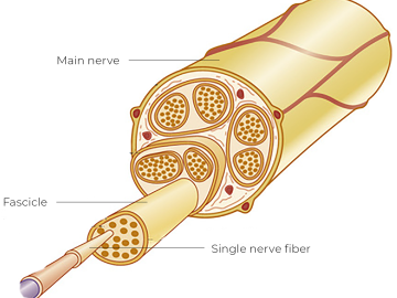 Illustration of a basic nerve structure.