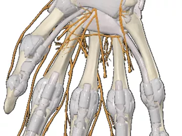 Illustration of a skeletal hand and the nerves around it.