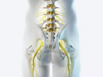 A posterior illustration of the pelvis.